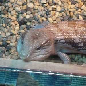 Blue-tongued skink (Tiliqua scincoides)
