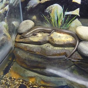 Madagascar giant water skink (Amphiglossus reticulatus)