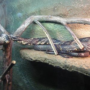 Chicken snake (Spilotes pullatus)