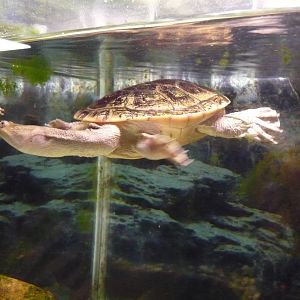 Northern snake-necked turtle (Chelodina oblonga)