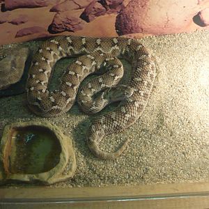 Transcaspian saw-scaled viper (Echis multisquamatus)