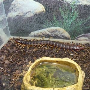 Galapagos giant centipede (Scolopendra galapagoensis)