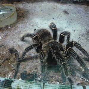 Lasiodora parachybana