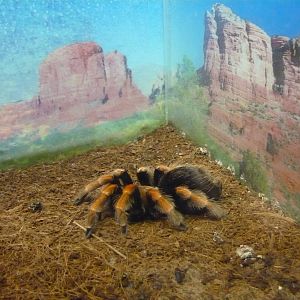Brachypelma boehmei