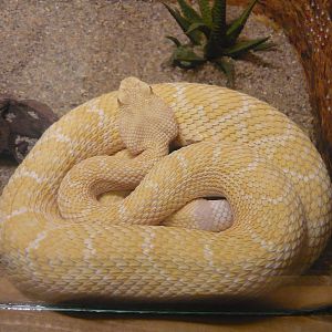Albino Western diamondback rattlesnake