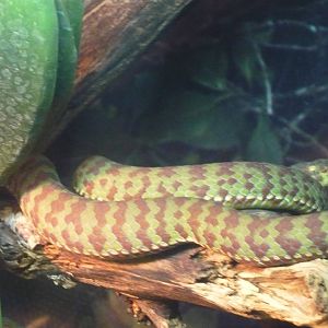 Beautiful pitviper (Trimeresurus venustus)