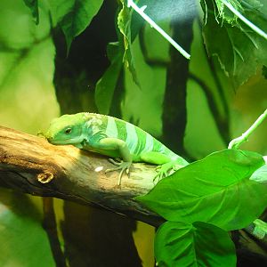 Fiji banded iguana (Brachylophus fasciatus)