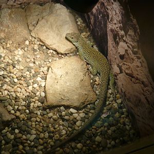 Ocellated lizard (Timon lepidus)