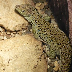 Ocellated lizard (Timon lepidus)