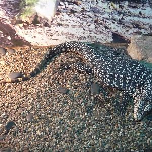 Argentine black and white tegu
