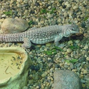 Desert iguana (Dipsosaurus dorsalis)