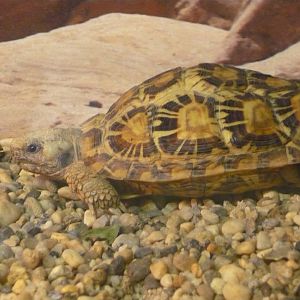 Pancake tortoise (Malacochersus tornieri)