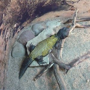 North African spiny-tailed lizard (Uromastyx acanthinura)