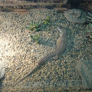Spiny-tailed monitor (Varanus acanthurus)