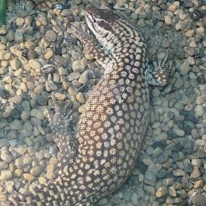 Spiny-tailed monitor (Varanus acanthurus)