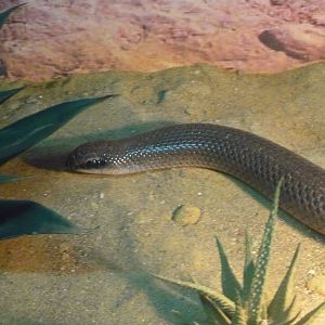 Rufous beaked snakes (Rhamphiophis rostratus)
