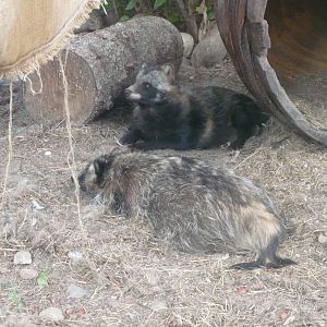 Raccoon dogs