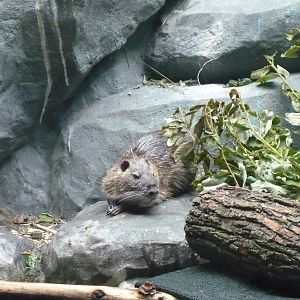 Coypu