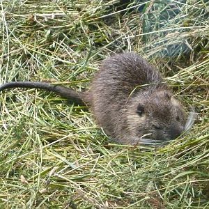 Coypu