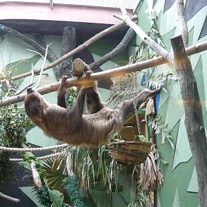 Two-toed sloth