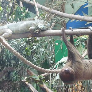 The Sloth-knight and the Dragon