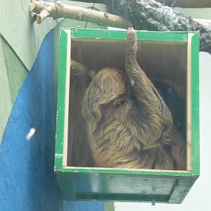 Sloth in the box
