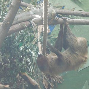 The Sloth-knight and the Dragon