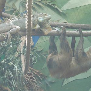 The Sloth-knight and the Dragon