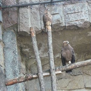 Common buzzard and Lesser spotted eagle