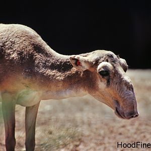 Russian saiga
