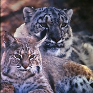 bobcat and snow leopard