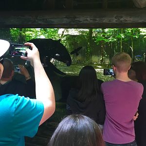 Malayan Tapir Exhibit