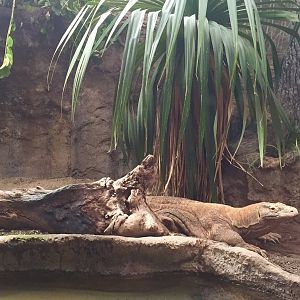 Komodo Dragon Exhibit