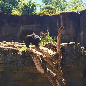 Sloth Bear Exhibit