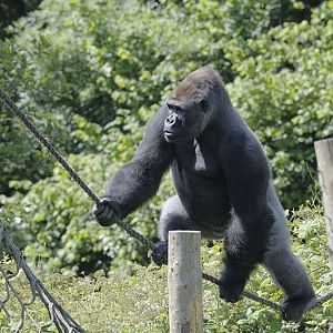 N'Dowe walks the tightrope