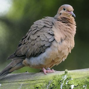 Soccoro dove