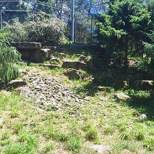 Snow Leopard Exhibit