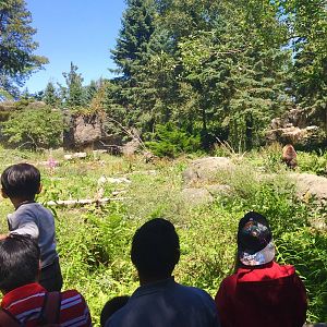 Brown Bear Exhibit