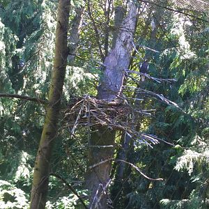 Steller Sea Eagle Exhibit