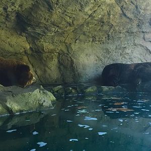 Brown Bear Exhibit