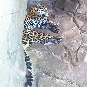 Jaguar