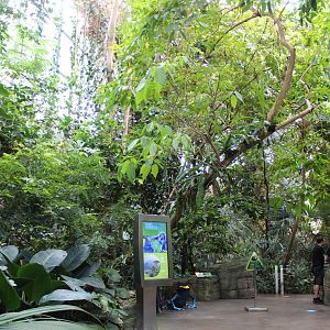 Tropical Forest Hall - June 2016