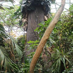 Tropical Forest Hall - June 2016