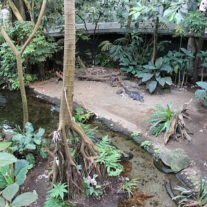 Yacare Caiman Enclosure, Tropical Forest Hall - June 2016