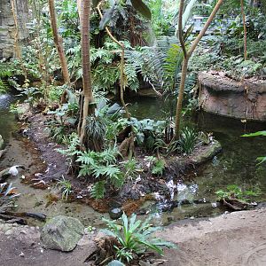 Yacare Caiman Enclosure, Tropical Forest Hall - June 2016