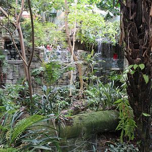 Tropical Forest Hall - June 2016