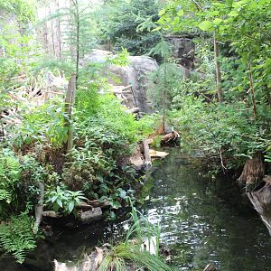 Beaver Enclosure, Canadian Maple Forest Hall - June 2016