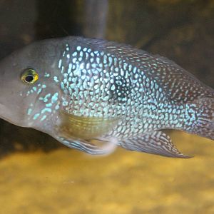 Pearl cichlid