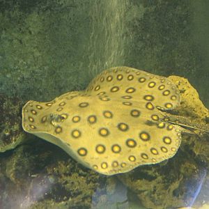 Potamotrygon motoro