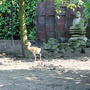 White-necked crane chick